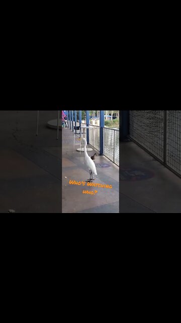 Who Watches Who At SeaWorld Orlando 🤔