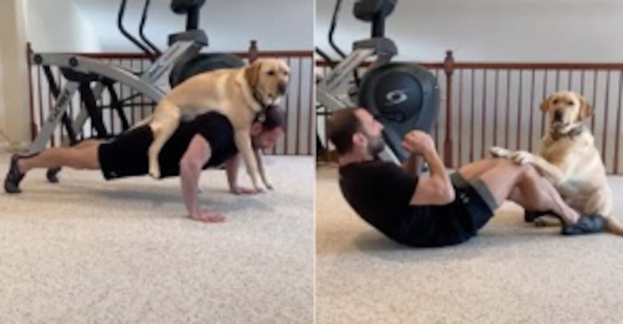 Dogs does exercise with owner and help him in lock down