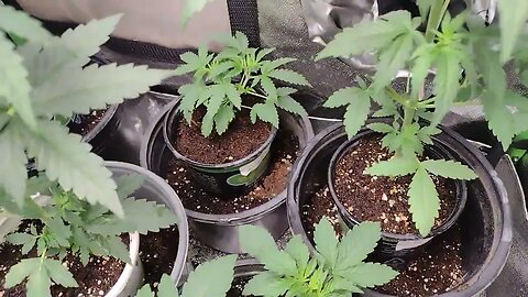 micro breeding auto project