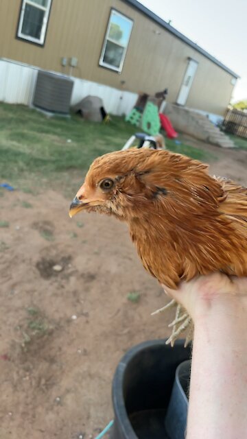Big bird the prettiest chicken ever