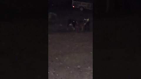 Me calling my goats, in goat.