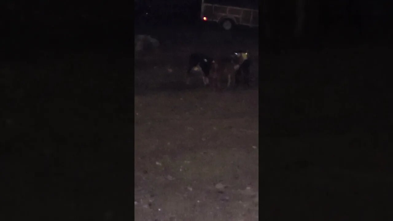 Me calling my goats, in goat.