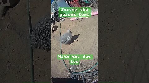 Jerry the guinea fowl with the fat toe