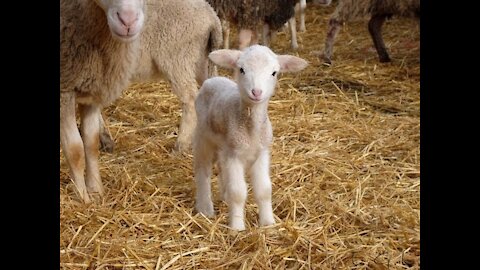 baby sheep find mother ,danger? 小羊和母亲有危险 le pecore del bambino trovano la madre