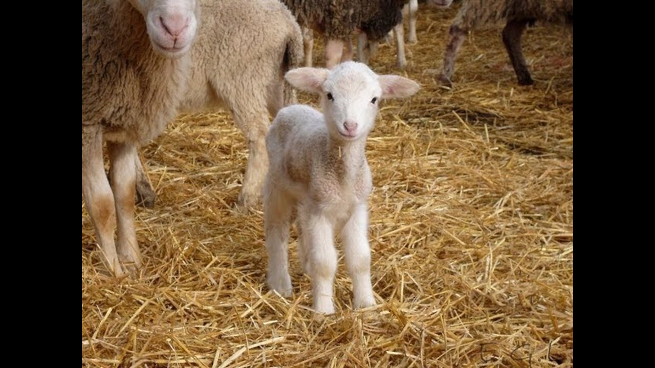 baby sheep find mother ,danger? 小羊和母亲有危险 le pecore del bambino trovano la madre