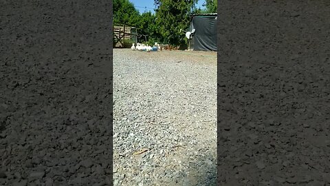 #ducks #homesteading #homesteadlife #farm #farmlife #farmanimals #cuteanimals #waterfowl