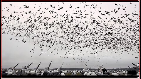 EPIC SNOW GOOSE HUNT!🦢