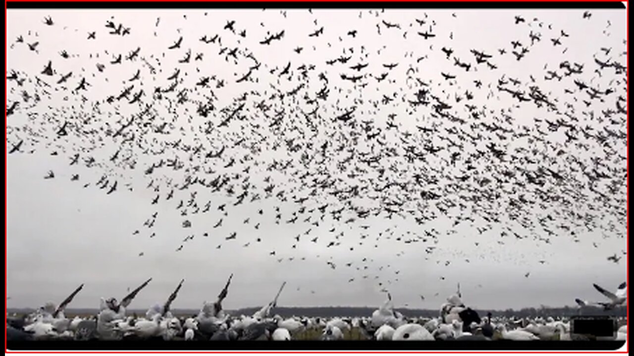 EPIC SNOW GOOSE HUNT!🦢