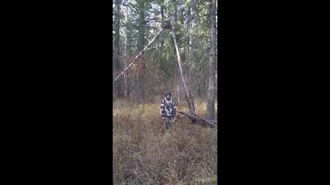 Sasquatch Tree Bends and set in pole markers