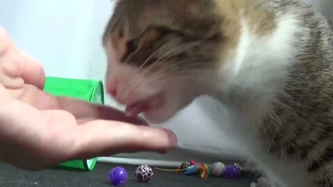 Tame Cat Eats from the Hand