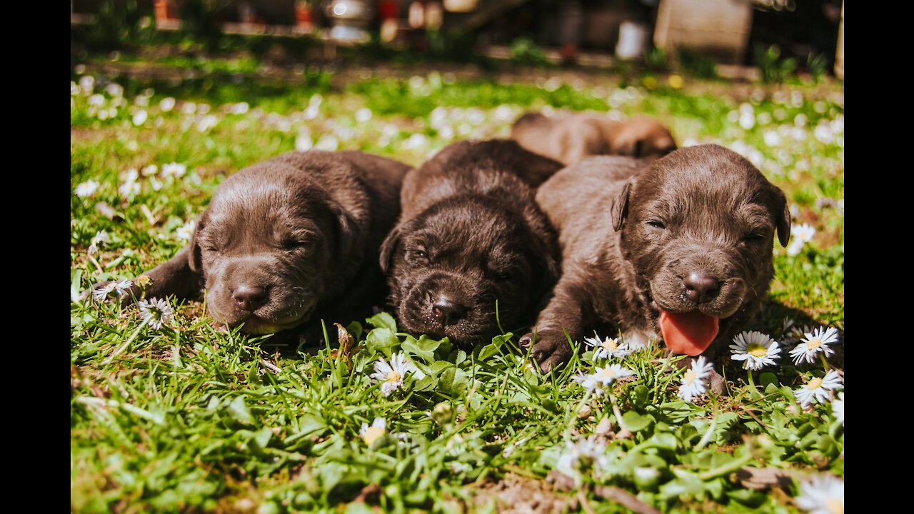 Filhotes de cachorro pinscher chorando