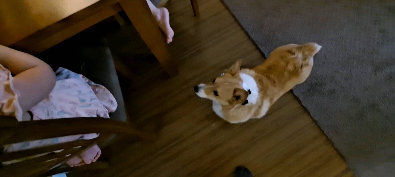 Corgi likes peanut butter and jelly #2