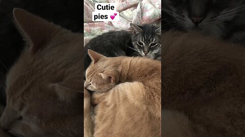 Cute cats