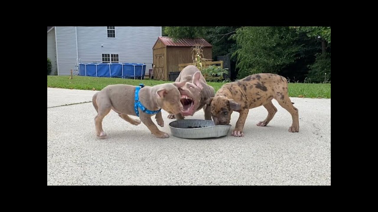 Pitbull Food Aggressive Gone Wrong