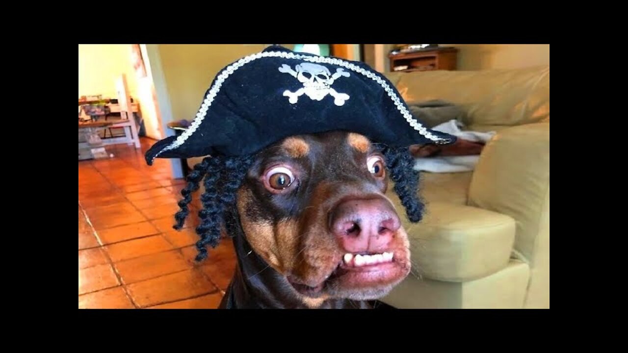 Funny animals - Funny cats / dogs - Funny animal videos