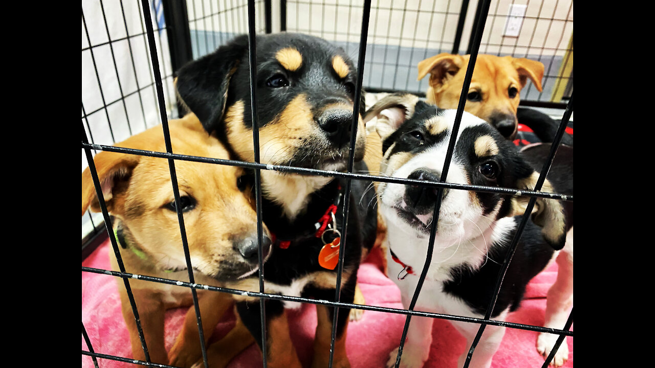 Littermate will not let her brother be cuddled, she wants to play!
