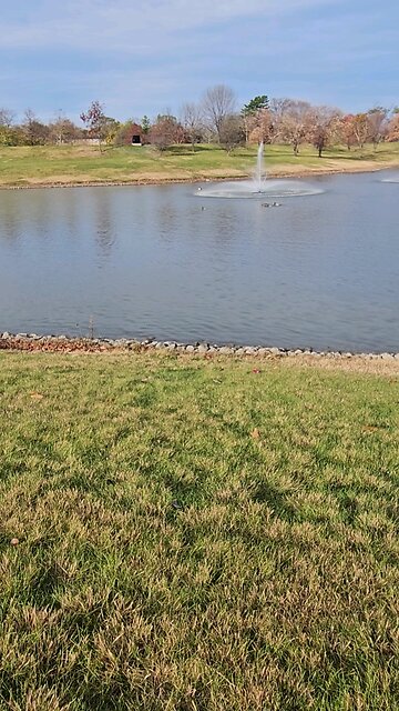 My Peaceful Place - Flotilla of Ducks