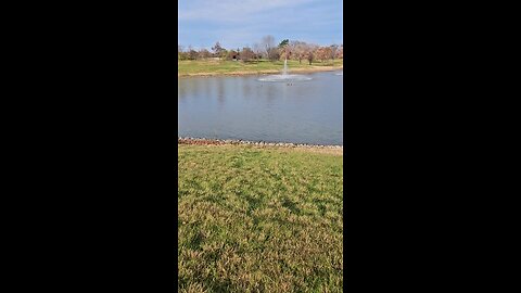 My Peaceful Place - Flotilla of Ducks