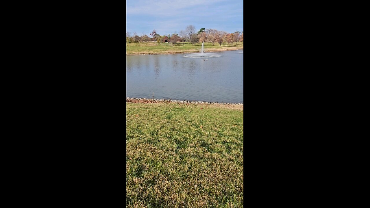 My Peaceful Place - Flotilla of Ducks