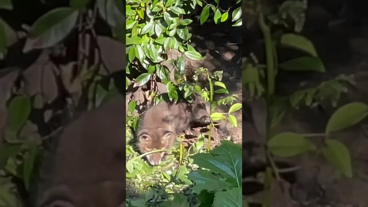 throwing shade #nature #animalshorts #foxes #foxesofinstagram