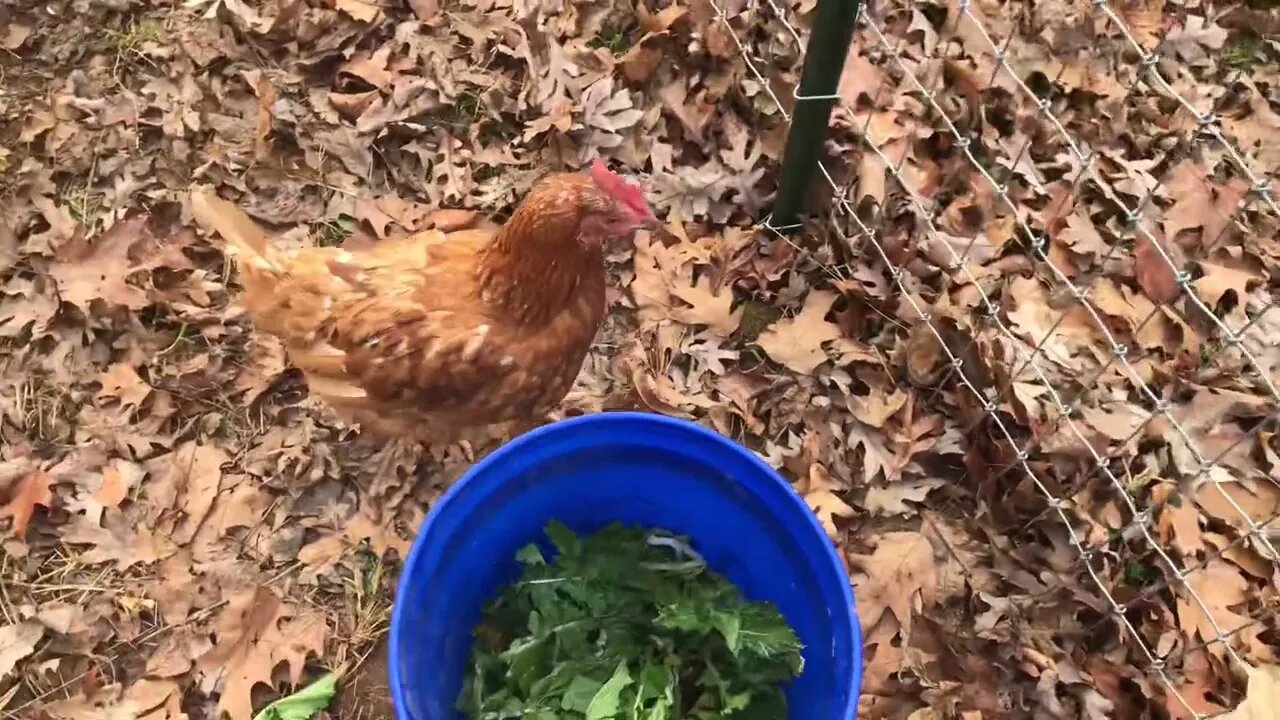 Will Goats fall for my green bribe?