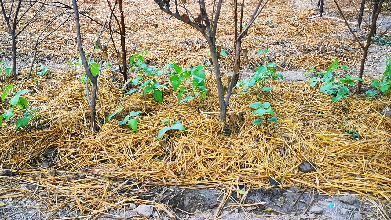 Garden update 7th November 2024