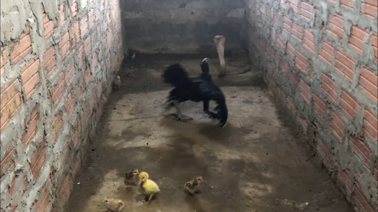 Amazing !!! Mother Chicken protects the Chicks from King Cobra