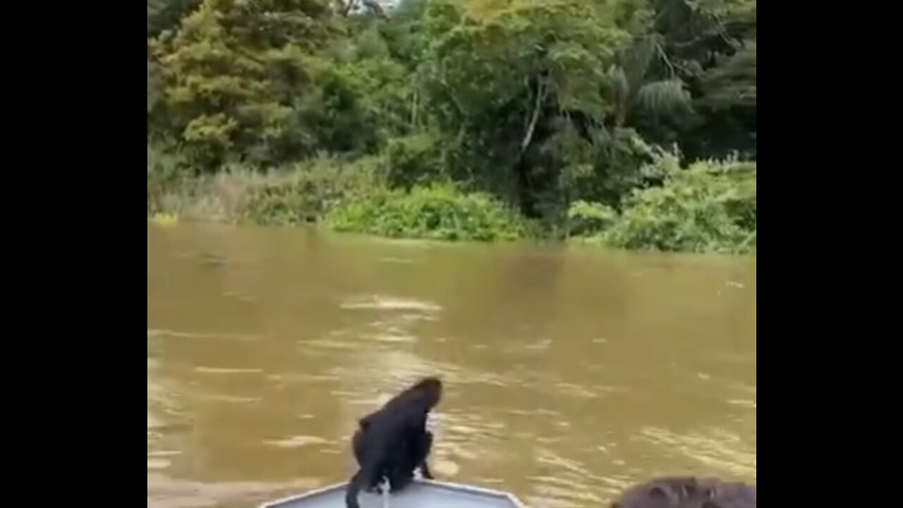 MACACO SALVO