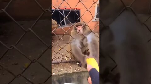 give me #monkey#animal#tiktok#funny