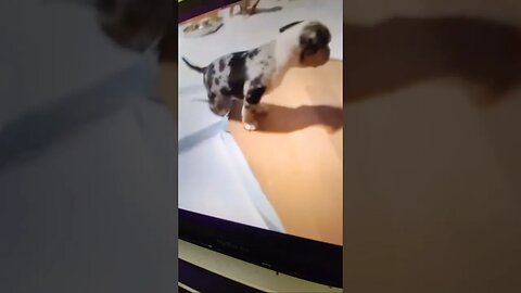 WAWG Kennels Puppy Playtime Followed By Drunk Anger