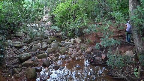 SOUTH AFRICA - Cape Town - Newlands Forest (Video) (sj6)