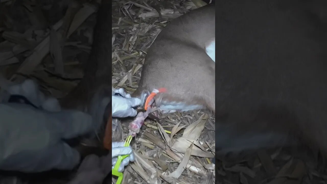 How To Use A Hole Remover For Gutting Deer Pt.2! Daily Dose Of Hunting ep.46 #shorts #youtubeshorts