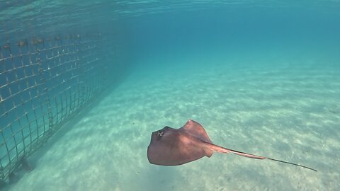 Stingray's at MSC Marine Reserve Bahamas 6-4-2024