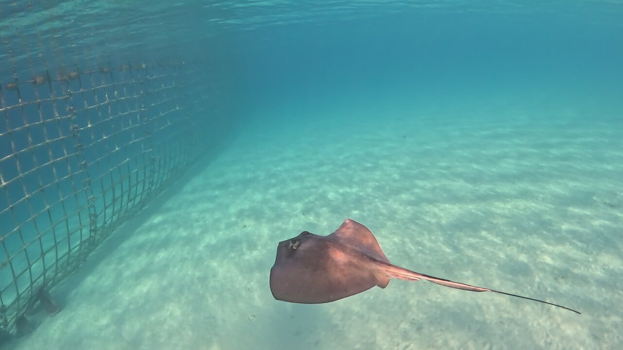 Stingray's at MSC Marine Reserve Bahamas 6-4-2024