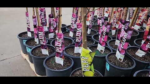 #Homedepot #Fruit #Tree Varieties