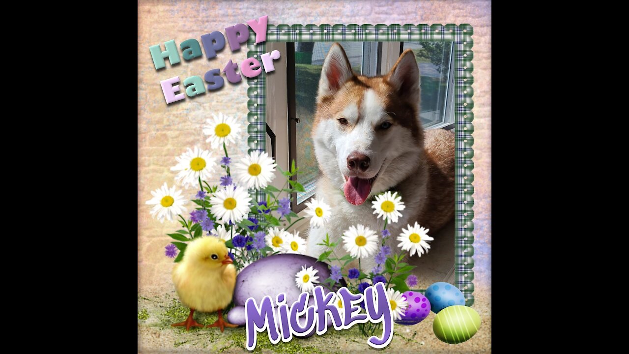 My Husky, My Best Friend Easter 2021