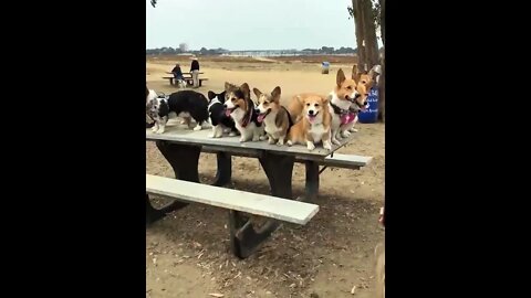 Enjoy the daily life of funny dogs together # 01