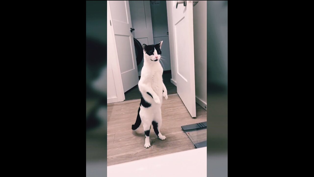 funny cat moment😂🤣🤣