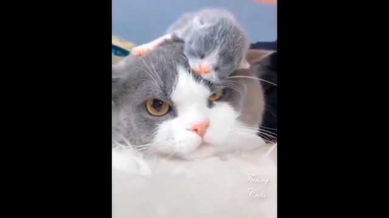 Baby Cats- Cute and Funny Cat Videos Compilation