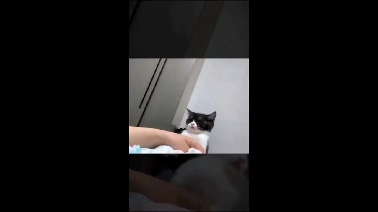 Celo Pets Animais Engraçados Funny Animals Channel #cat #dog #funny #engraçado #viral #shorts22