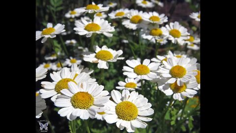 Feverfew