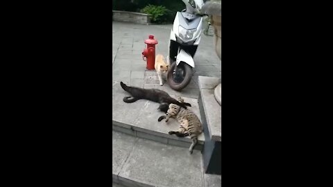The Cheating Cats That Took The Social Media by Storm
