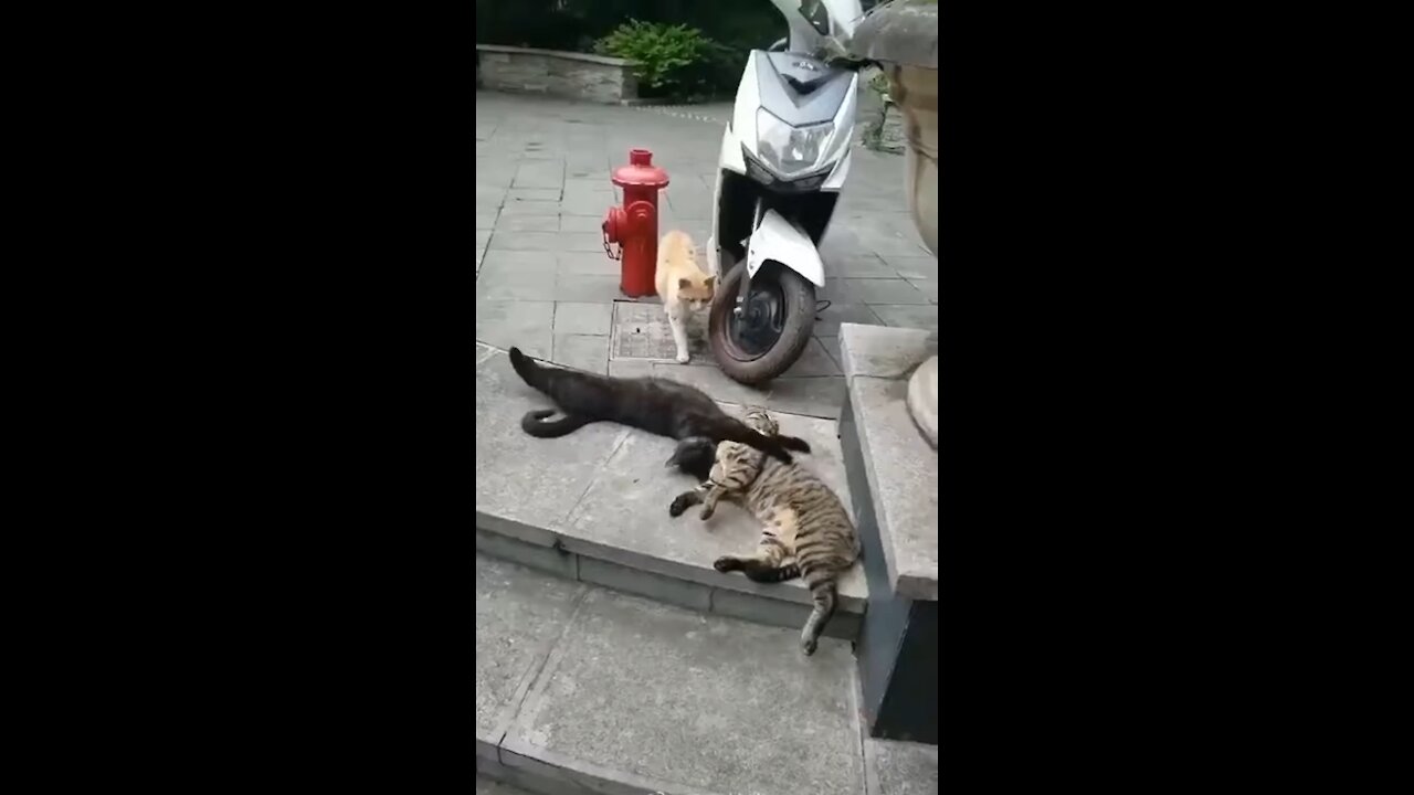 The Cheating Cats That Took The Social Media by Storm