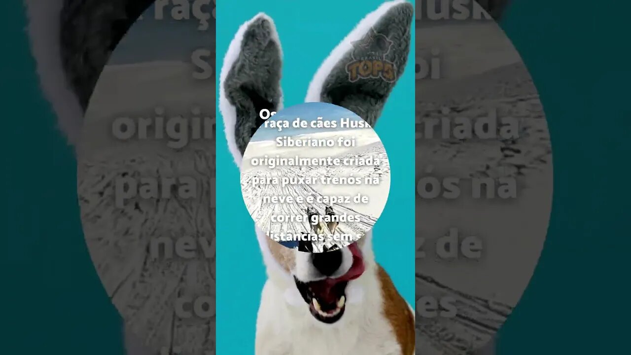 3 FATOS CURIOSOS sobre os cães #18 #shorts