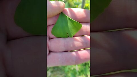 The Oldest Tree in the World - Ginkgo Biloba #nature #health #natural