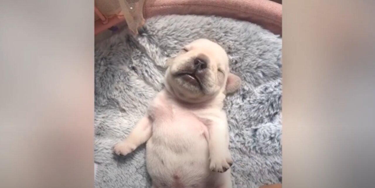 Best Of The 2021 Funny Animals Videos