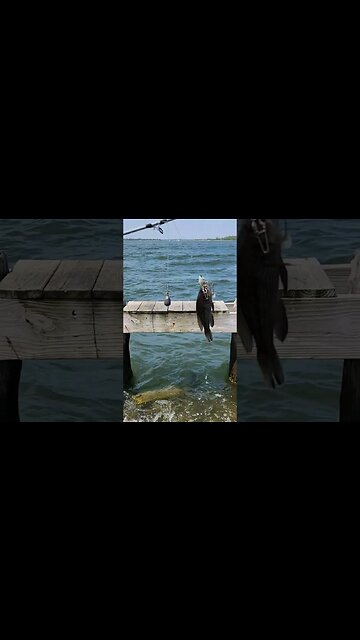 Mangled hooked Sea Bass😨