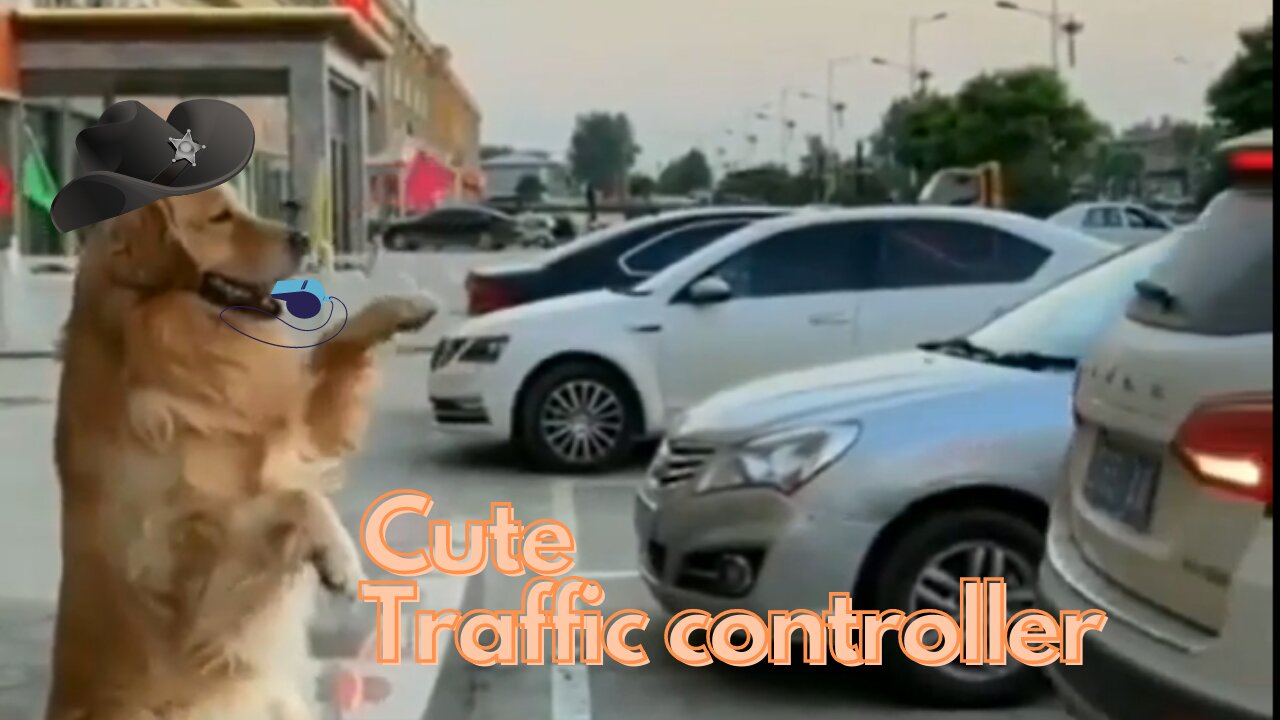 Amazing cute dog controlling Traffic