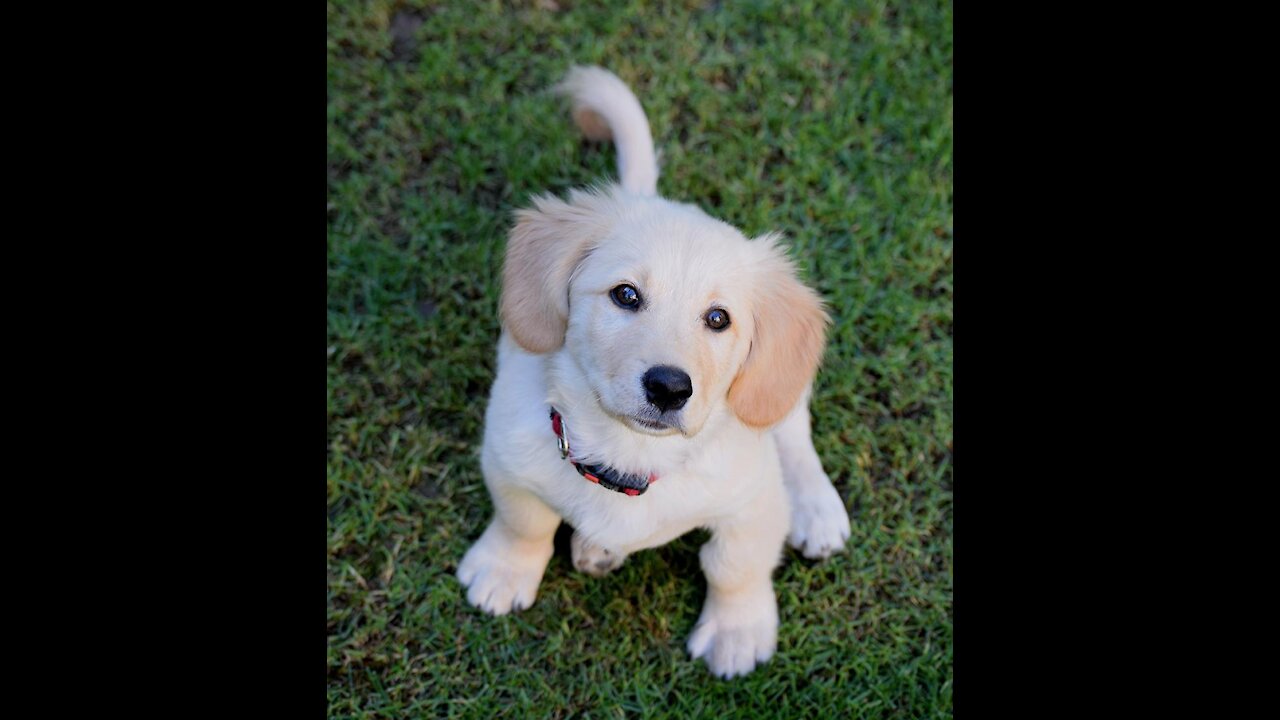 Violin Playing Puppy