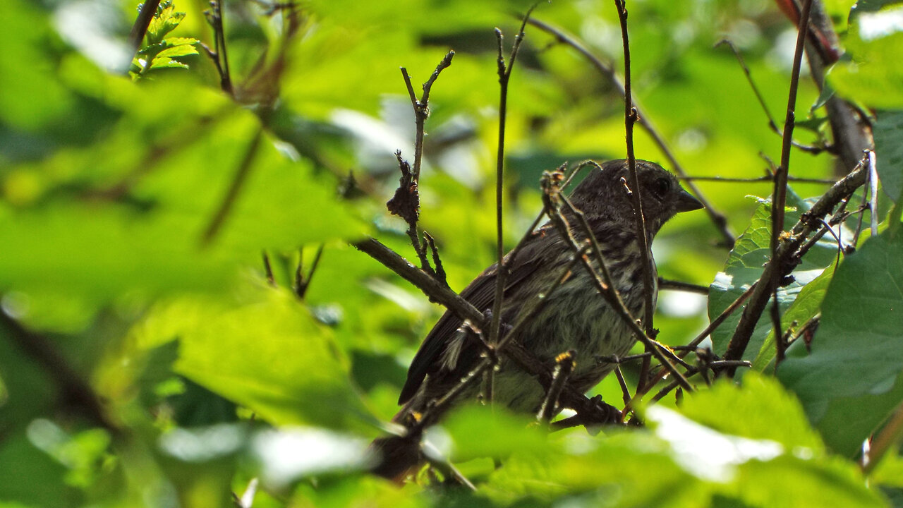 Purple Finch